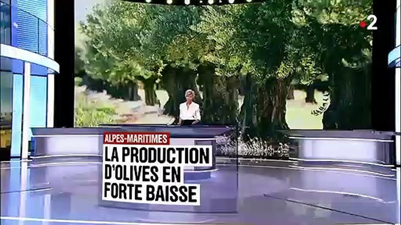 Alpes-Maritimes : inquiétude chez les producteurs d'olives