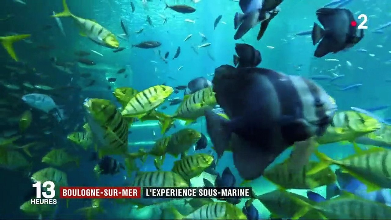 Boulogne-Sur-Mer : à la découverte du plus grand aquarium d'Europe
