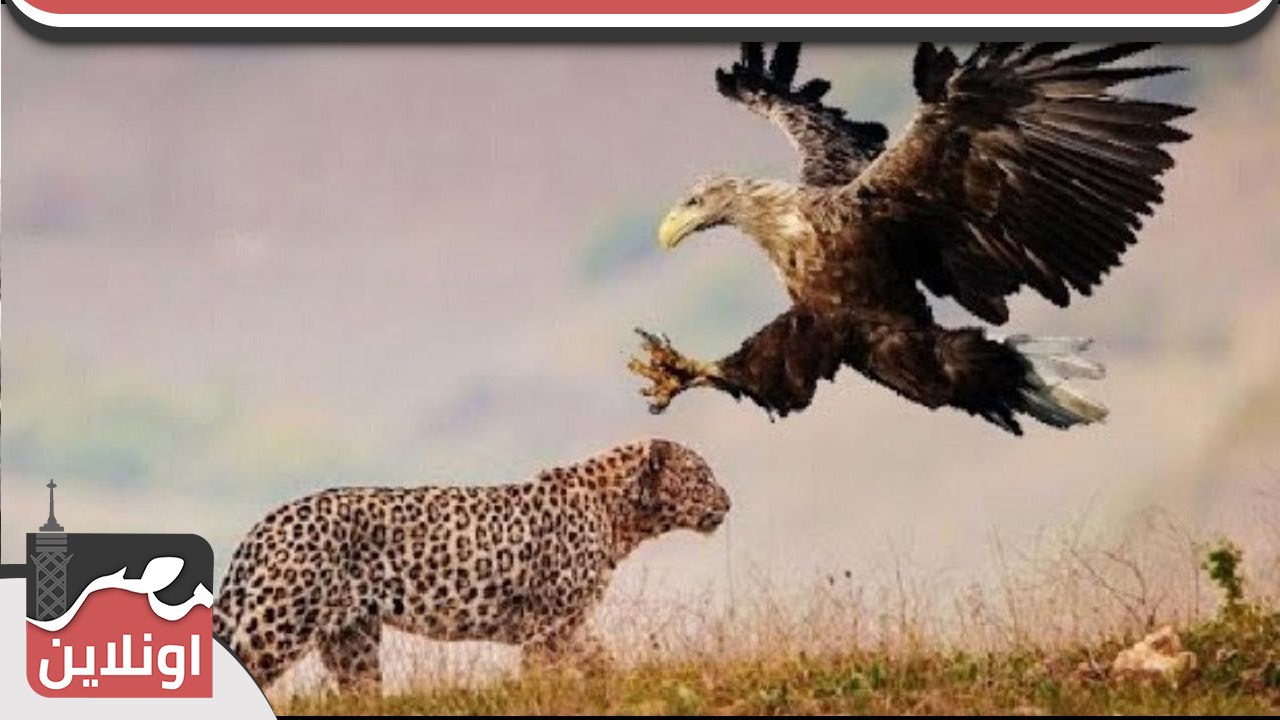 نسر يقتل صغير الفهد ولكن الفهد يفجأ النسر وينقض عليه