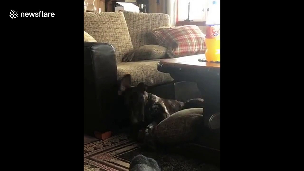 Se chien se couche de façon acrobatique ! Bonne sieste !