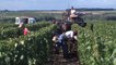 Vendanges : Les vignerons recherchent des saisonniers