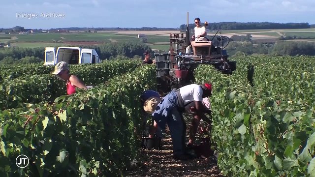 Vendanges : Les vignerons recherchent des saisonniers