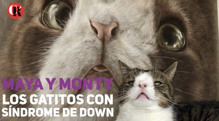 Maya y Monty los gatitos con síndrome de Down
