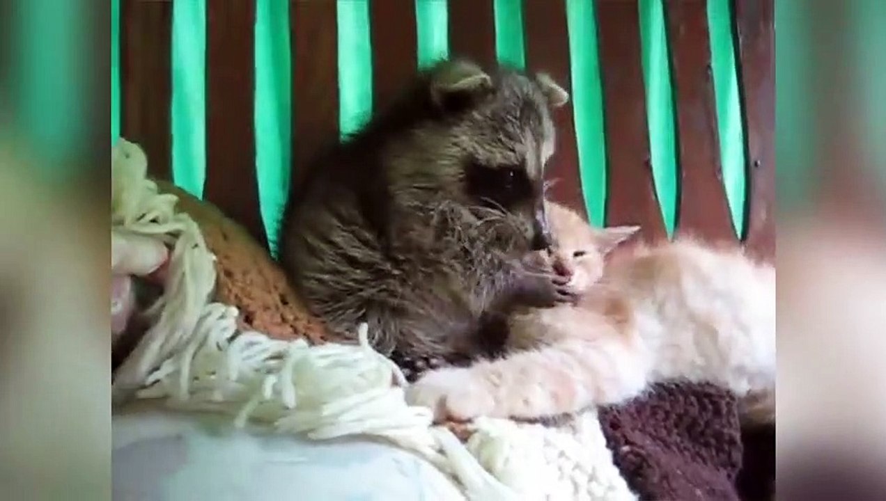 Funniest Raccoon Video Compilation of 2017 - Funny Pet Videos