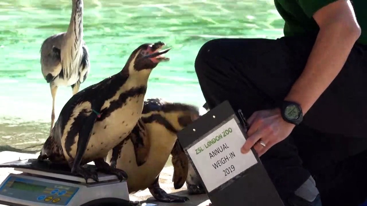 London Zoo holds annual weigh-in of animals