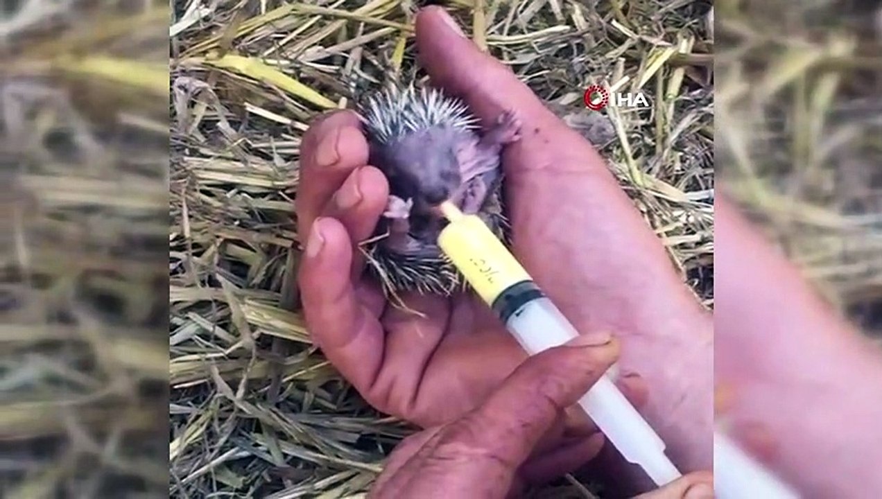 Bulduğu yavru kirpilere baba şefkatiyle bakıyor