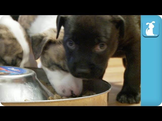 Messy Eater Pit Bull Puppies – Puppy Love