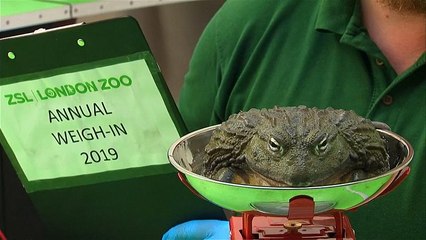 Pesagem anual dos animais no zoo de Londres