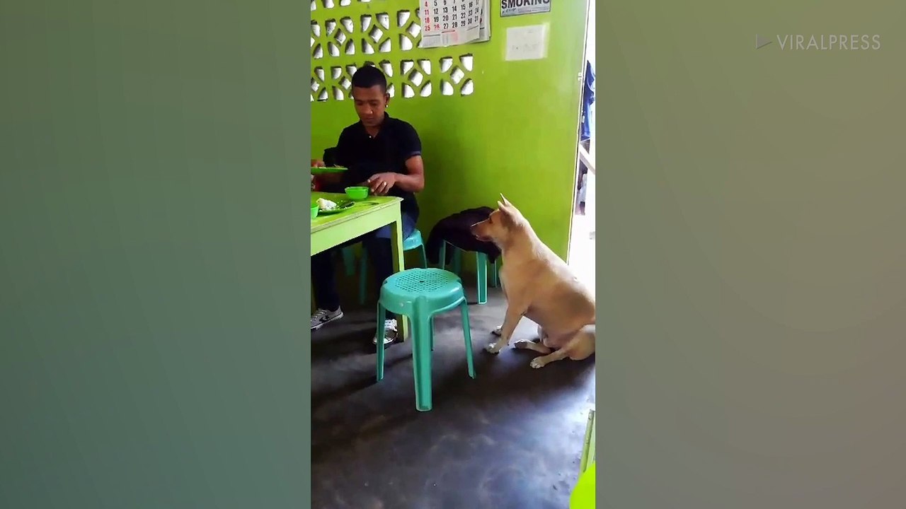 Polite Stray Pooch Asks Diners For Food