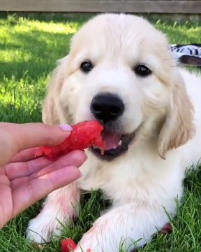 Quand un adorable chiot mange une pastèque pour la première fois. Regarde sa réaction !