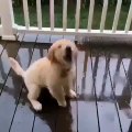 Admirez ce chiot danse sous la pluie. Trop chou !