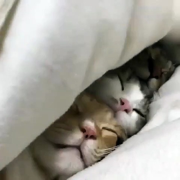 Essayez de ne pas craquer pour ses adorables chattes qui dorment ensemble !