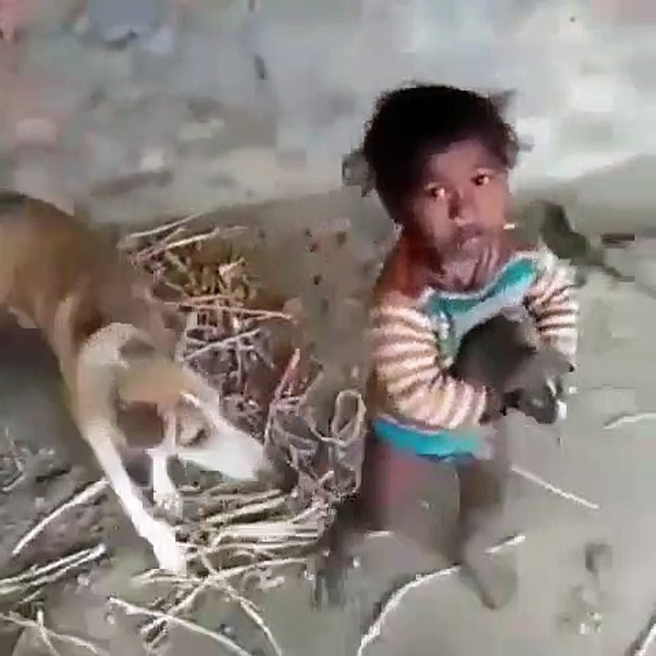 Cette brave chienne reprend son petit des mains d'un enfant têtu. Trop marrant !