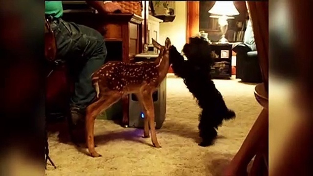 The Cutest Baby Puppies - Kittens Weekly Compilation 2017 - Funny Pet Videos