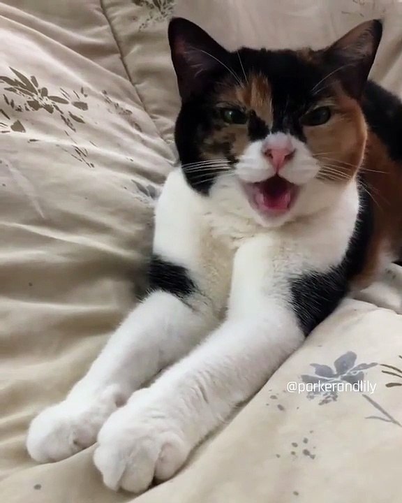 Quand une chatte a envie de caresses, voici ce que ça donne !