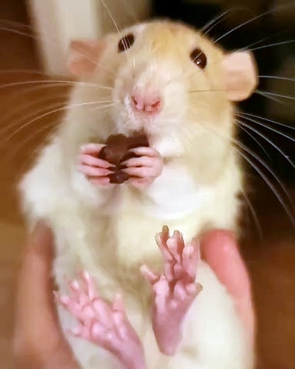 Regardez comment ce rat mange du chocolat goulûment. Trop chou !