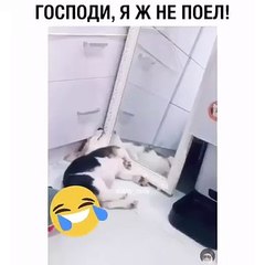 Cette chienne dort d'une drôle de manière. Essaye de ne pas rigoler !