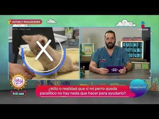 Mitos y realidades: ¿Se puede aplicar acupuntura a mi mascota? | Sale el Sol