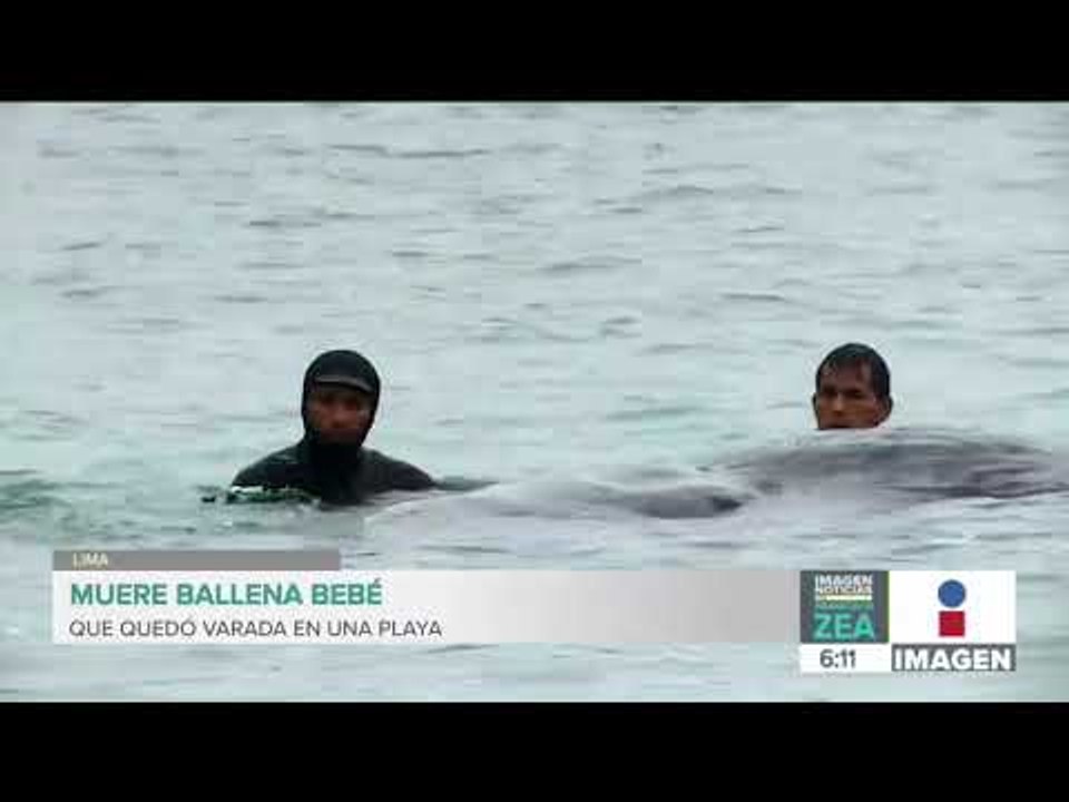Muere ballena bebé que estaba varada en una playa de Lima | Noticias con Francico Zea