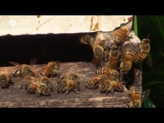 FAO declara extintas 35% de las abejas; reportaje El Heraldo TV
