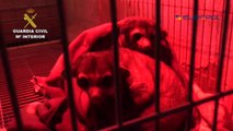 La Guardia Civil detiene a diez integrantes de una organización de tráfico de animales