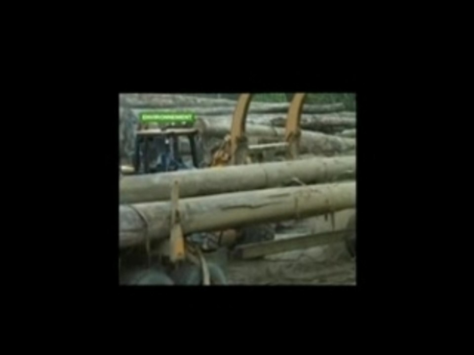 foret indonésienne
