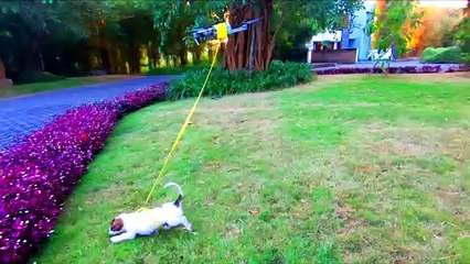 Drone Walks the Dog