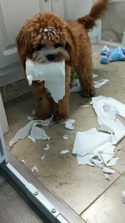 Kipper Got Caught
