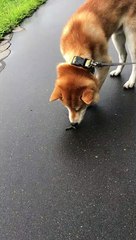 Caterpillar Startles Curious Dog