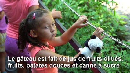 Le panda Bei Bei fête son 4ème anniversaire au zoo de Washington