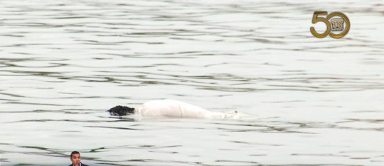 Apareció flotando el cuerpo de un hombre en el estero al sur de Guayaquil