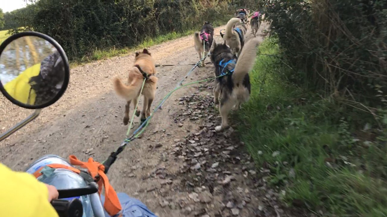 Abbaretz. Dans les coulisses d’une séance d’entraînement des chiens de traîneau