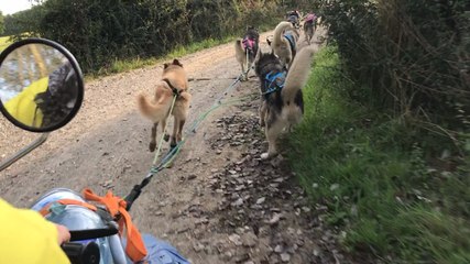 Abbaretz. Dans les coulisses d’une séance d’entraînement des chiens de traîneau