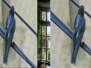 CAN DÜNDAR- KIRLANGICIN HİKAYESİ-seslendiren video Aynur AVCI