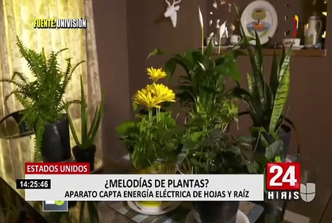 Música vegetal: conozca las melodías que producen las plantas