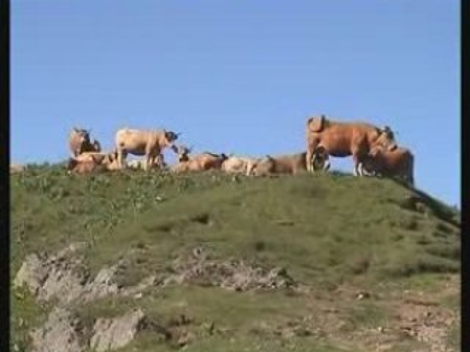 Les Puys Griou, Mary... Cantal