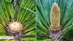 Ancient Plant Produces Cone In UK After 60 Million Years