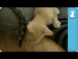 KITTENS ATTACK KITTEN TAILS- - Kitten Love