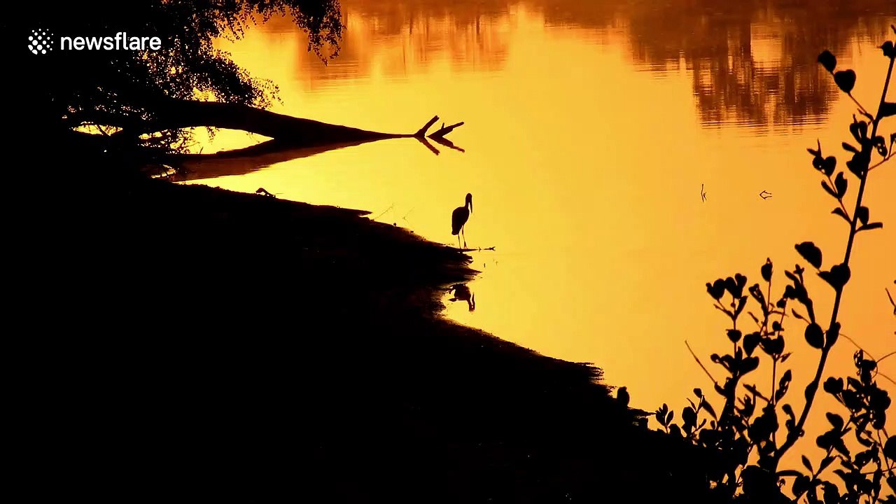 Straight out of Lion King: Beautiful silhouette of open-billed stork in South African national park