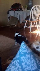 Cat Freaks Out and Falls Off Couch