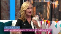 The Office's Angela Kinsey & These Adorable Kittens Want You to Take Your Cat to the Vet!