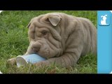 Shar Pei Puppies Drink From Cups - Puppy Love
