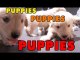Puppies, Puppies and Puppies - Episode 1
