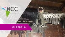 Hallan restos de un cóndor gigante en San Pedro, Argentina