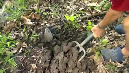 Man Helps Baby Robin Find Tasty Worms  (Funny Animal Videos)