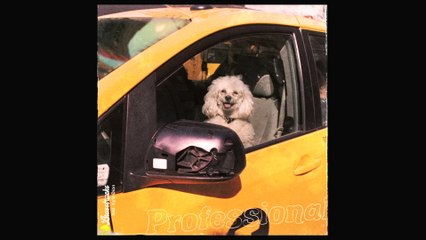 Brasstracks - Professional