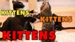 Kittens, Kittens and Kittens - Episode 2