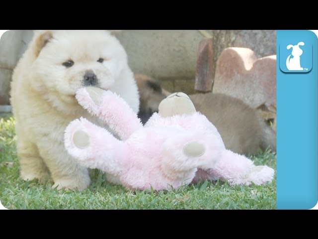 Chow Puppies Have Their Way With A Teddy Bear – Puppy Love