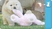 Chow Puppies Have Their Way With A Teddy Bear - Puppy Love