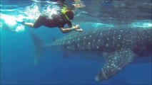 Whale Shark Nearly Eats Diver - -ThrowbackThursday